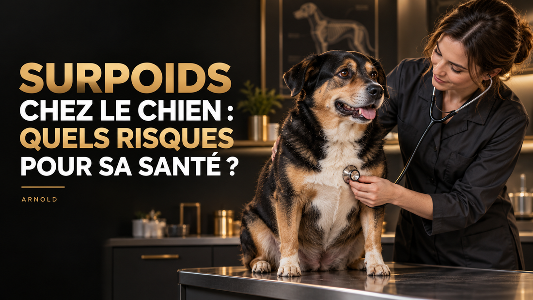 Surpoids chez le chien : quels risques pour sa santé ?